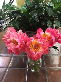 Peonies