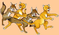 Foxes from Marimba