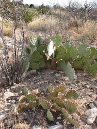 Northern Chihuahuan Desert