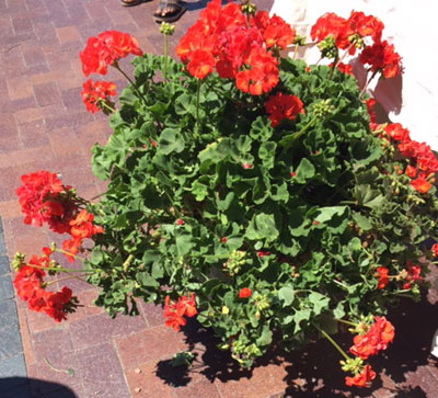 At the farmer's market in Santa Fe