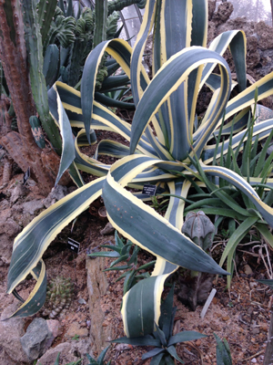 Agave Americana