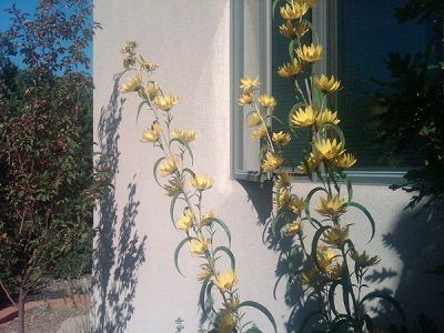 Flowers at Pat's house