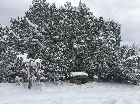 December: a grand tree heavy with snow in High Desert