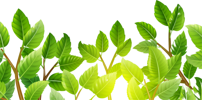 leaves